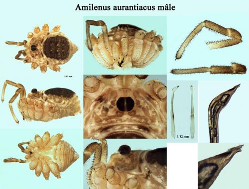 Réf. 204 390 : Amilenus aurantiacus